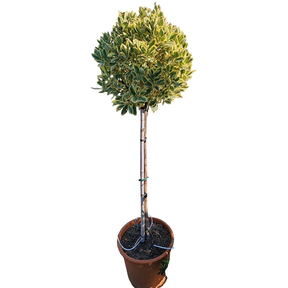 Euonymus japonicus Bravo, D30 cm, H130 cm