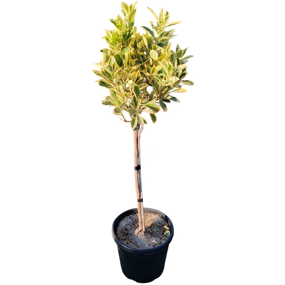 Euonymus japonicus Bravo, D24 cm, H90 cm