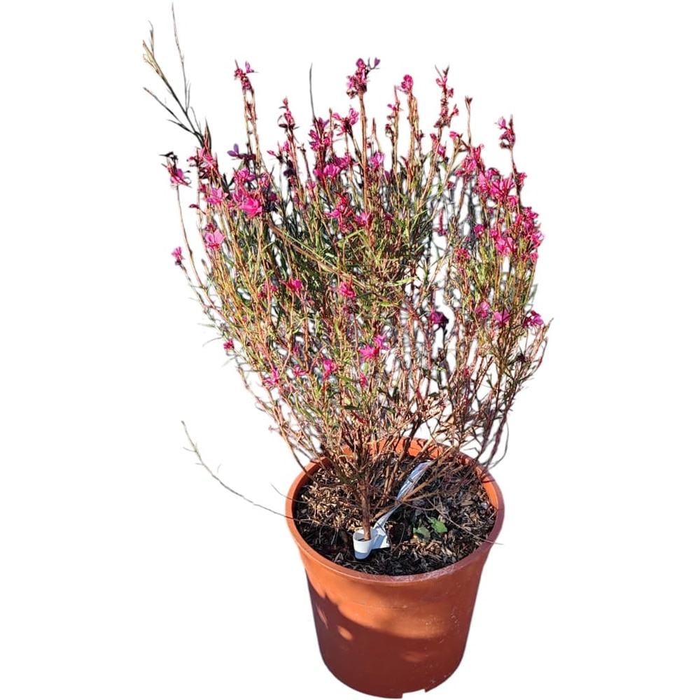 Gaura lindheimeri (Floarea fluturilor), D24 cm, H80 cm