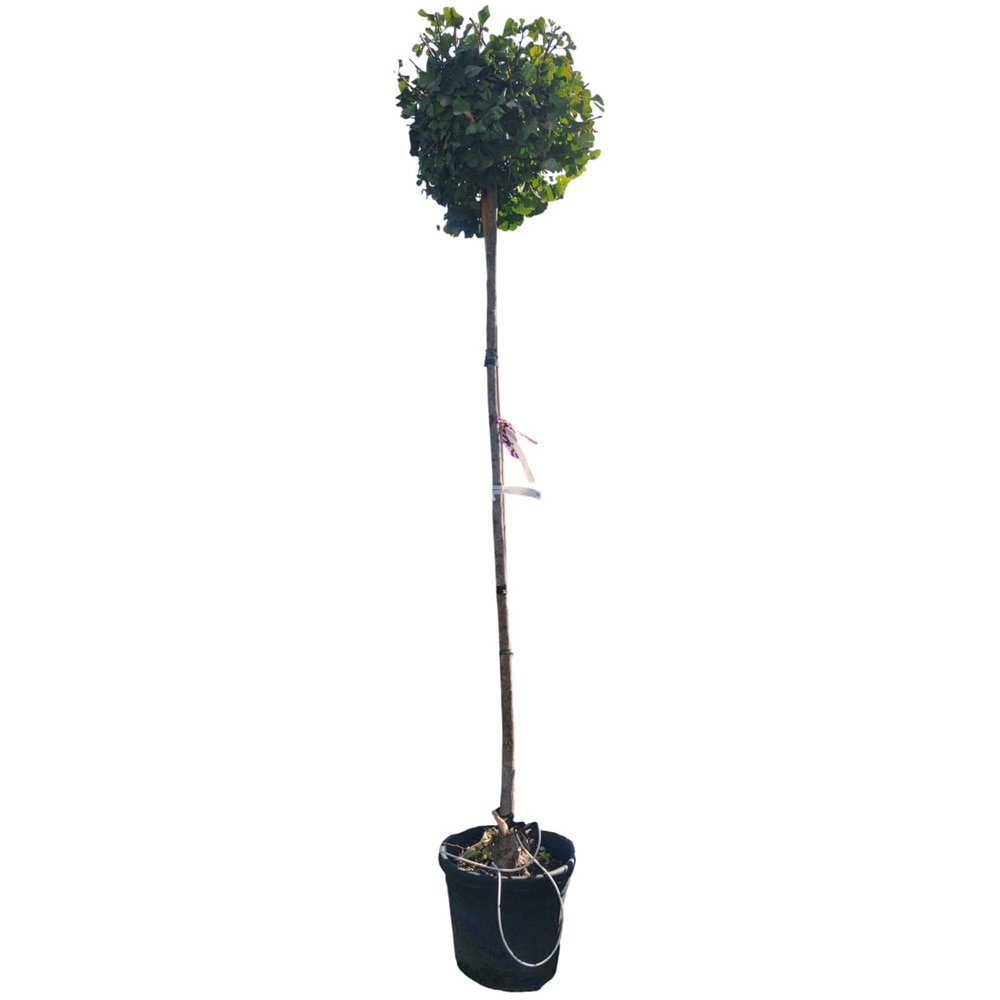 Ginkgo biloba, D30 cm, H180 cm