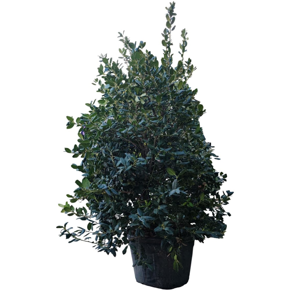 Ilex aquifolium Nellie R. Stevens, D60 cm, H200 cm