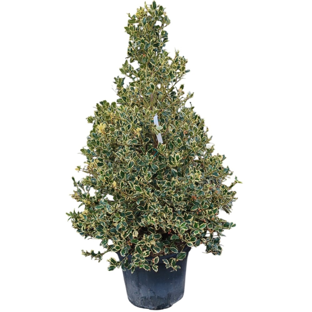 Ilex aquifolium Variegatum, D50 cm, H150 cm