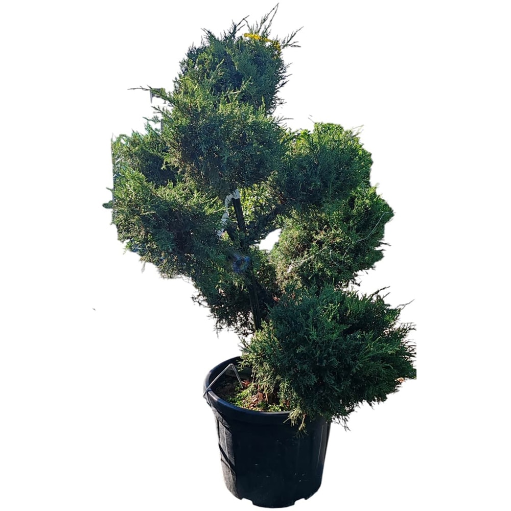 Ienupar (Juniperus), forma bonsai, H 110 cm
