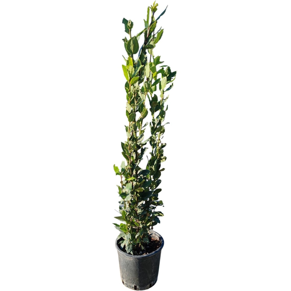 Dafin (Laurus nobilis), H 100 cm