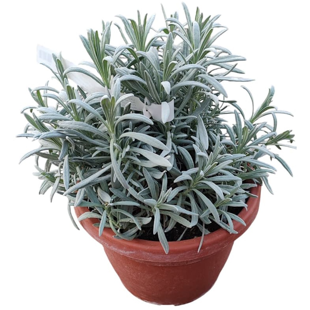 Lavanda (Lavandula angustifolia Officinalis), H 20 cm