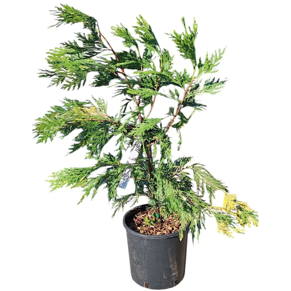Cedru de California (Calocedrus decurrens Aureovariegata), H 80 cm