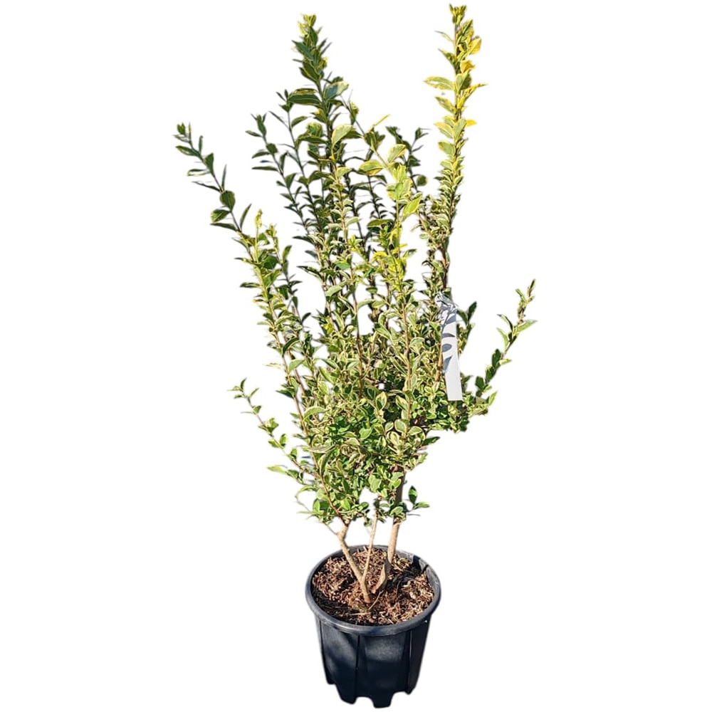 Lemn cainesc auriu (Ligustrum ovalifolium Aureum), H 100 cm