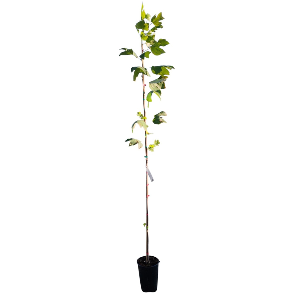 Arbore de lalea (Liriodendron tulipifera), H 200 cm