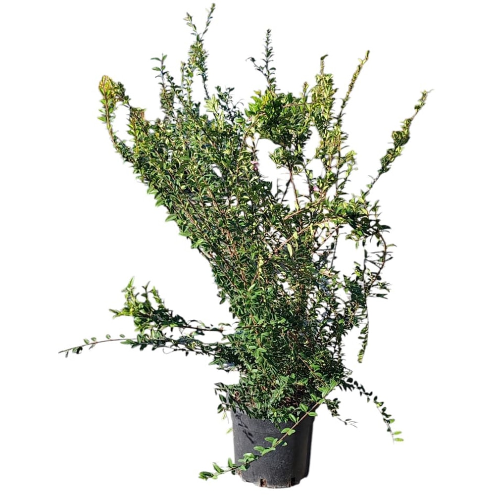 Lonicera (Lonicera nitida), H 60 cm