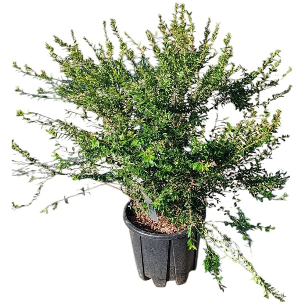 Lonicera (Lonicera nitida), H 80 cm