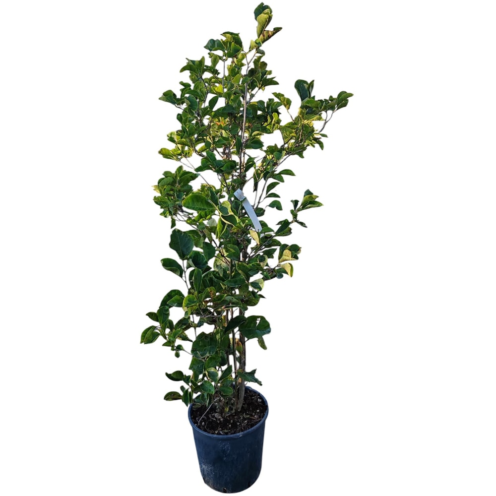 Magnolie cu flori (Magnolia), H 160 cm