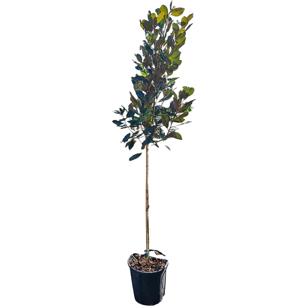 Magnolie (Magnolia grandiflora Gallissoniensis), H 150 cm