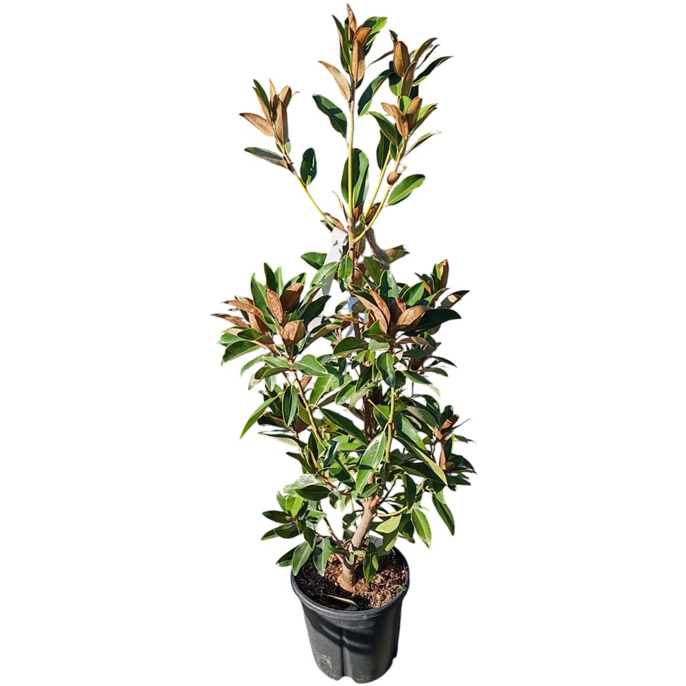 Magnolie (Magnolia grandiflora Gallissoniensis), H 90 cm