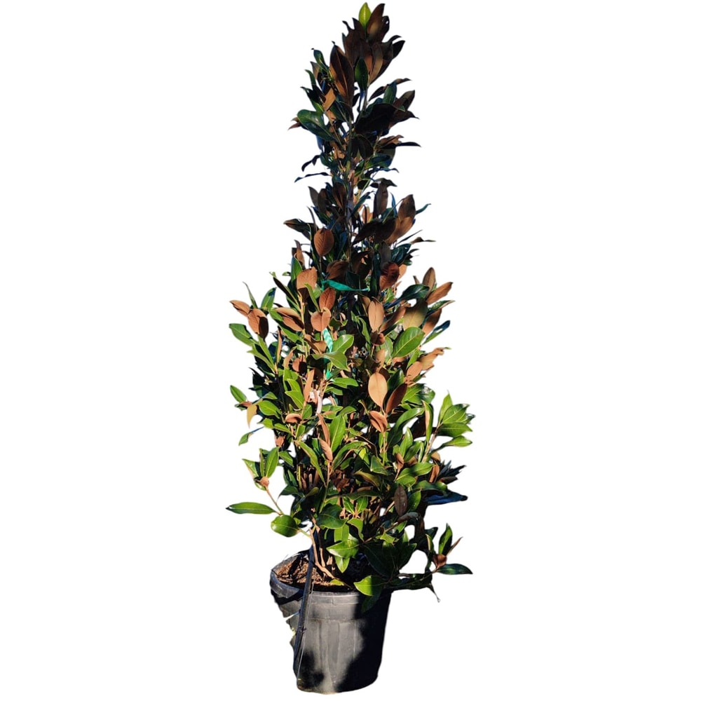 Magnolie (Magnolia grandiflora Gallissoniensis), H 200 cm