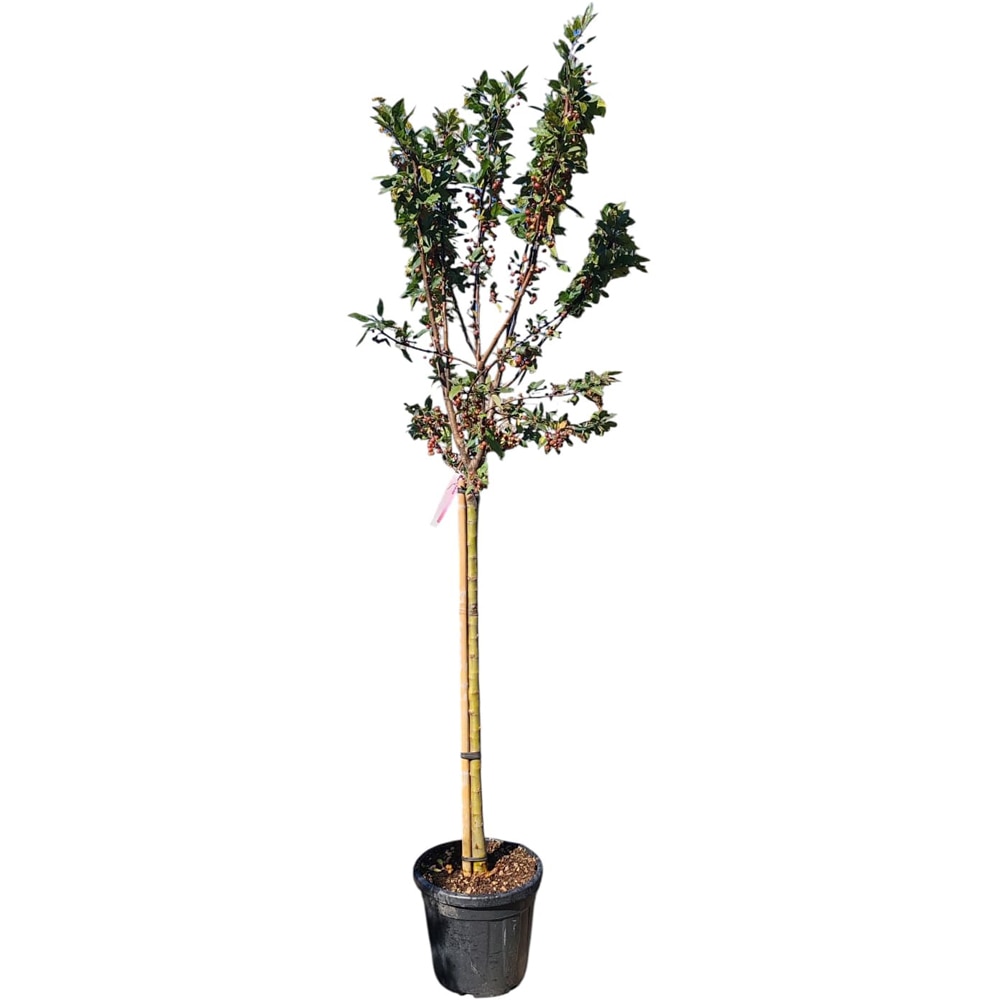 Mar ornamental japonez (Malus floribunda), H 200 cm