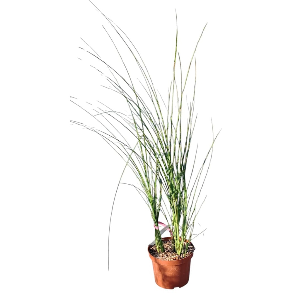 Iarba ornamentala (Miscanthus), H 60 cm