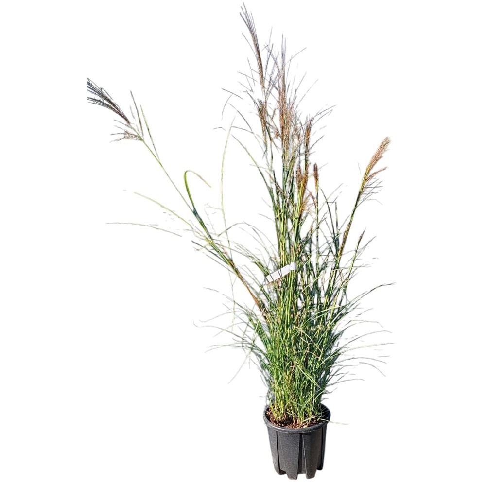Iarba ornamentala (Miscanthus), H 140 cm