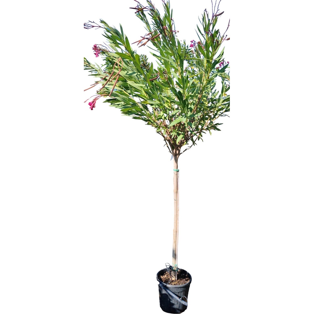 Leandru (Nerium oleander), H 180 cm