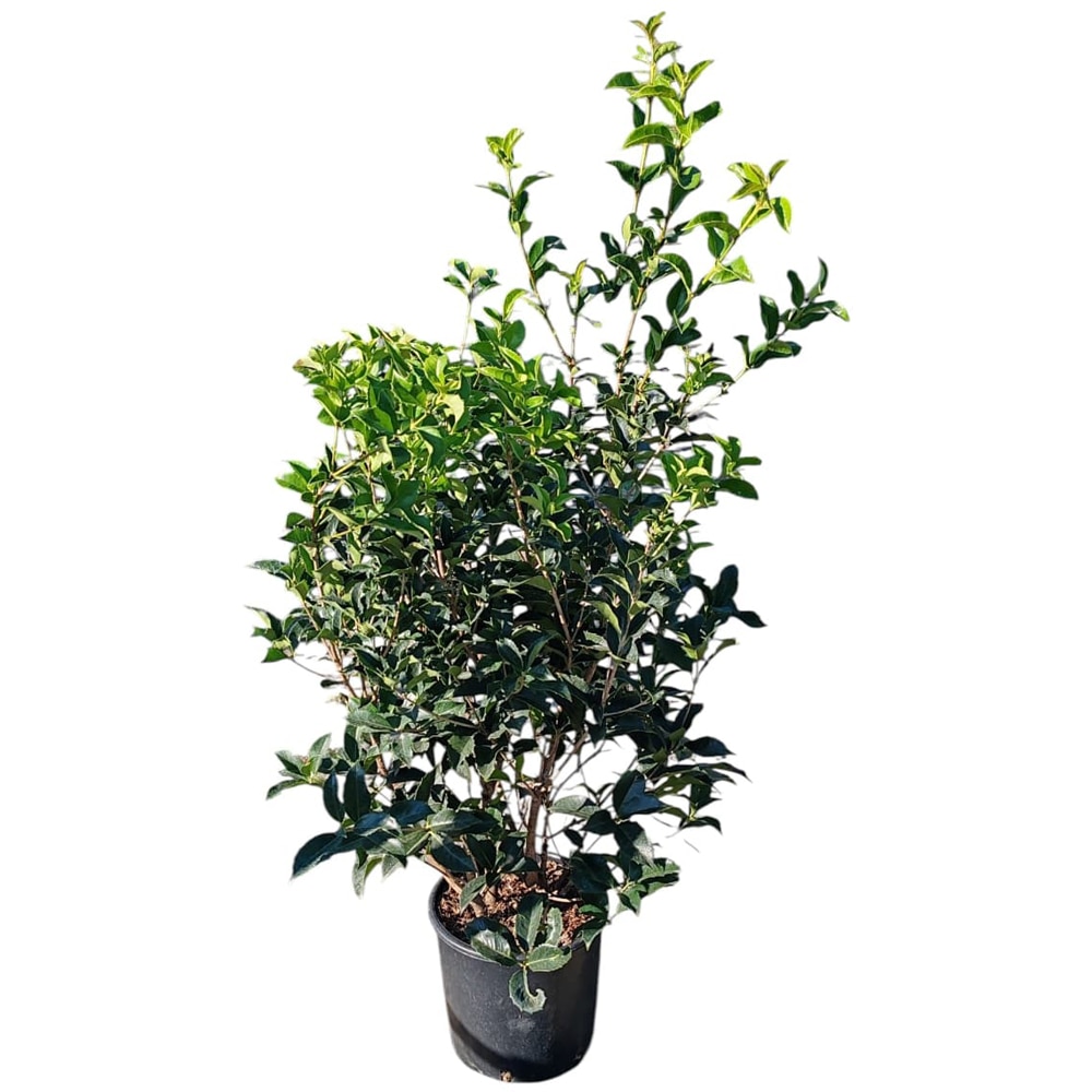 Maslin parfumat (Osmanthus), H 90 cm
