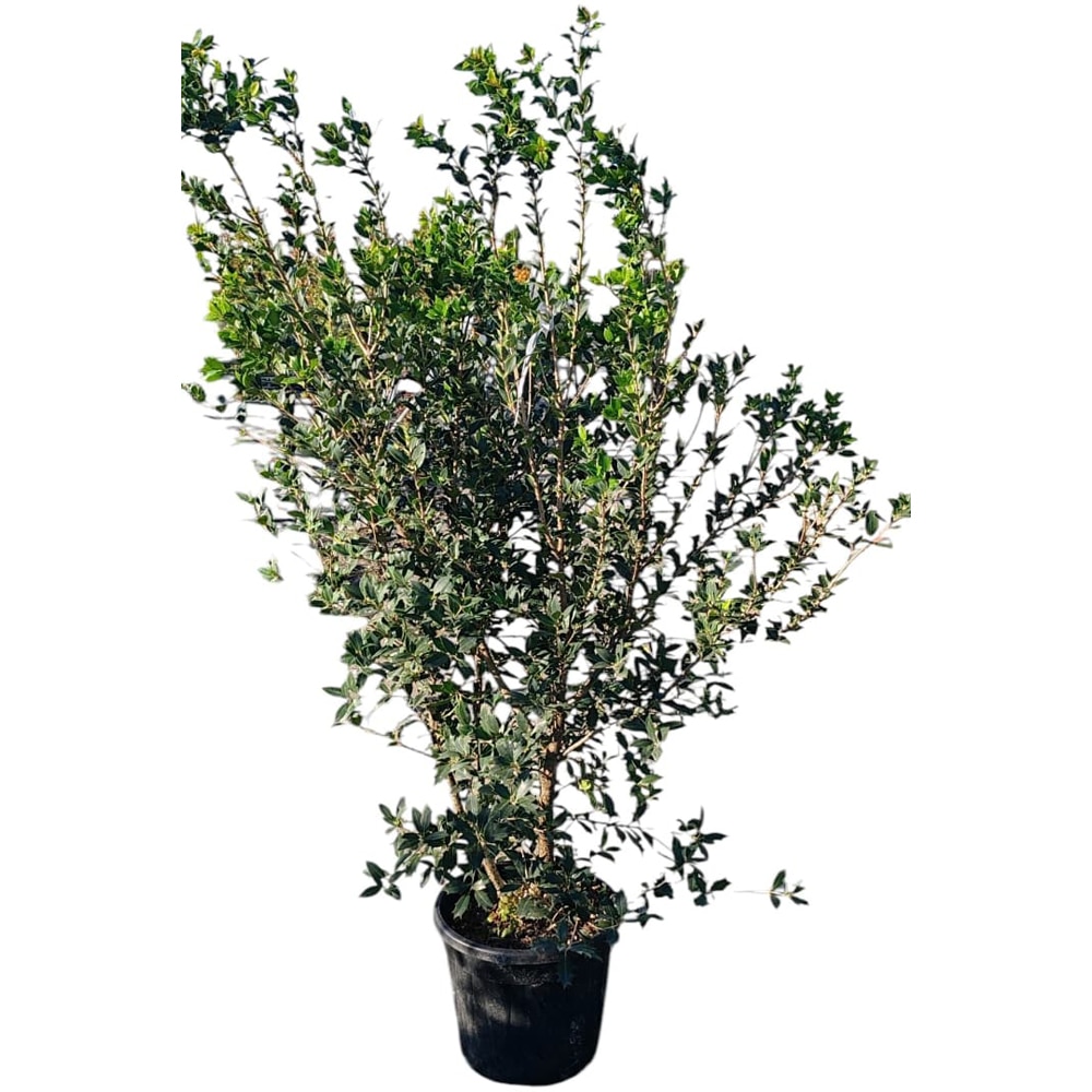 Maslin parfumat (Osmanthus), H 125 cm