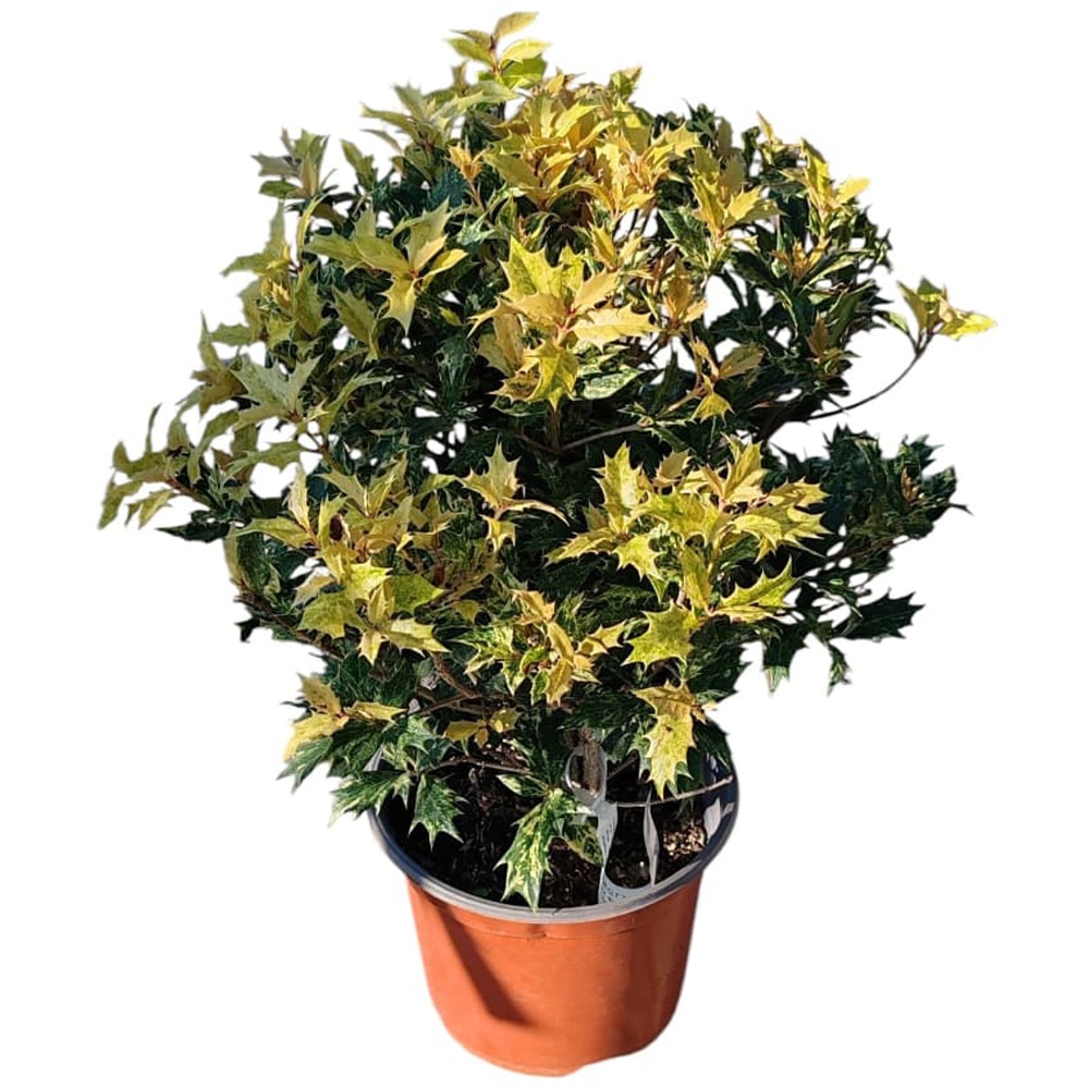 Maslin parfumat (Osmanthus Tricolor), H 25 cm