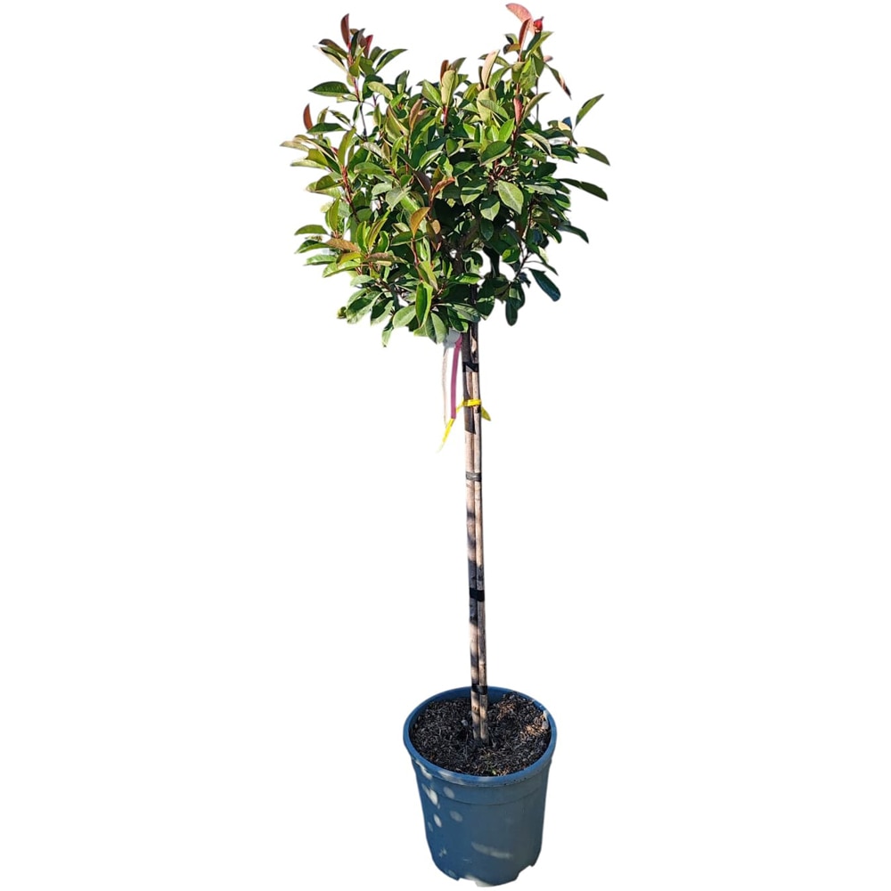 Photinia (Photinia x fraseri Red Robin), H 130 cm