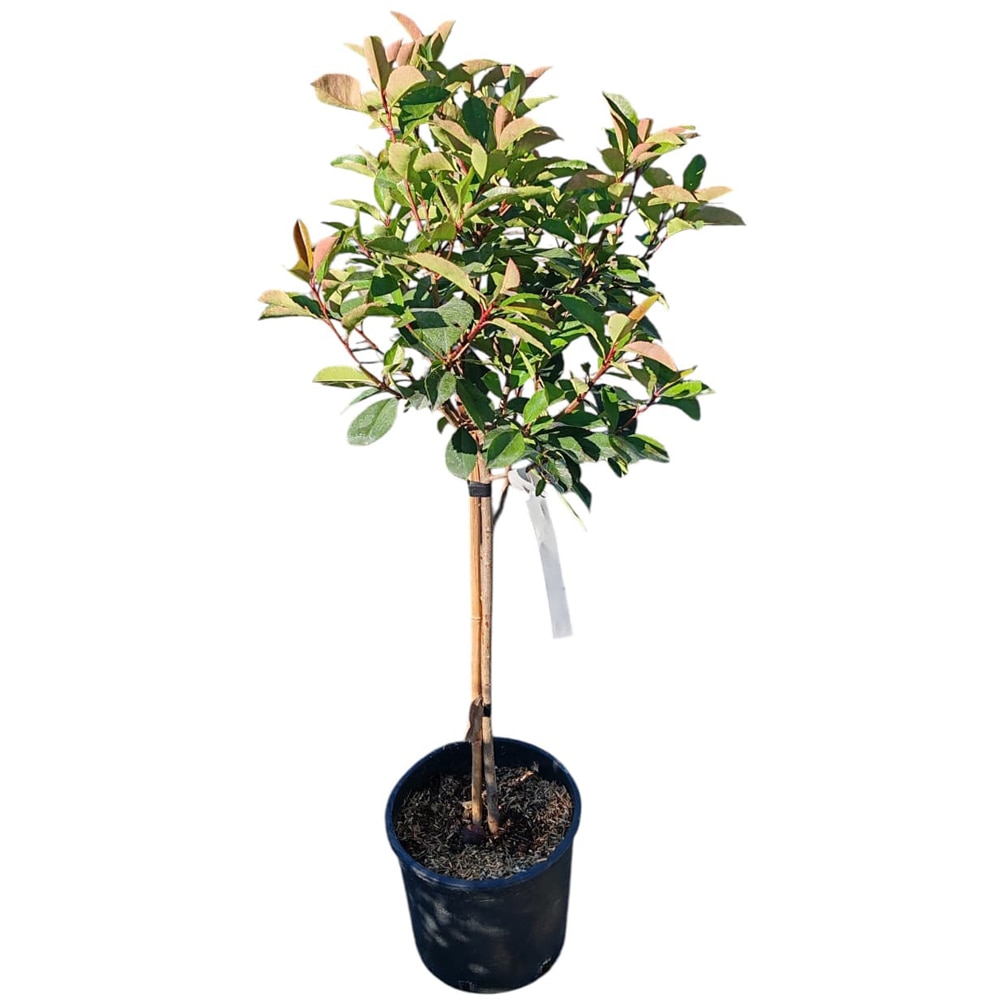 Photinia (Photinia x fraseri Red Robin), H 90 cm