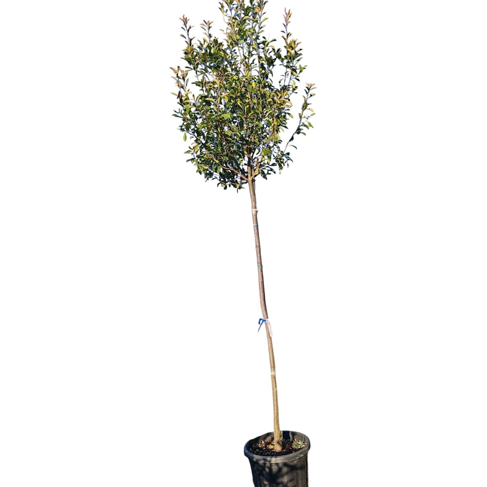 Photinia (Photinia x fraseri Red Robin), H 320 cm