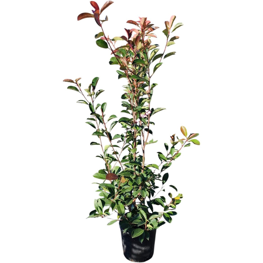 Photinia (Photinia x fraseri Red Robin), H 115 cm