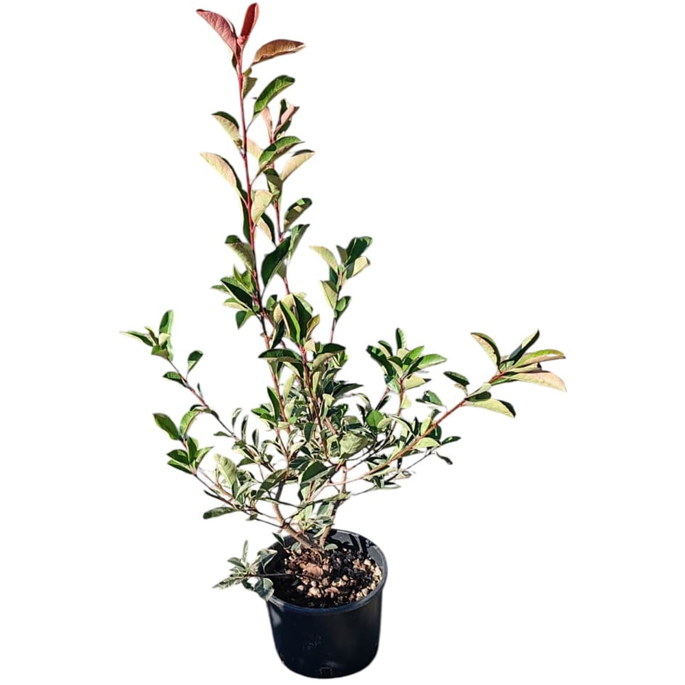 Photinia variegata (Photinia x fraseri Variegata), H 80 cm