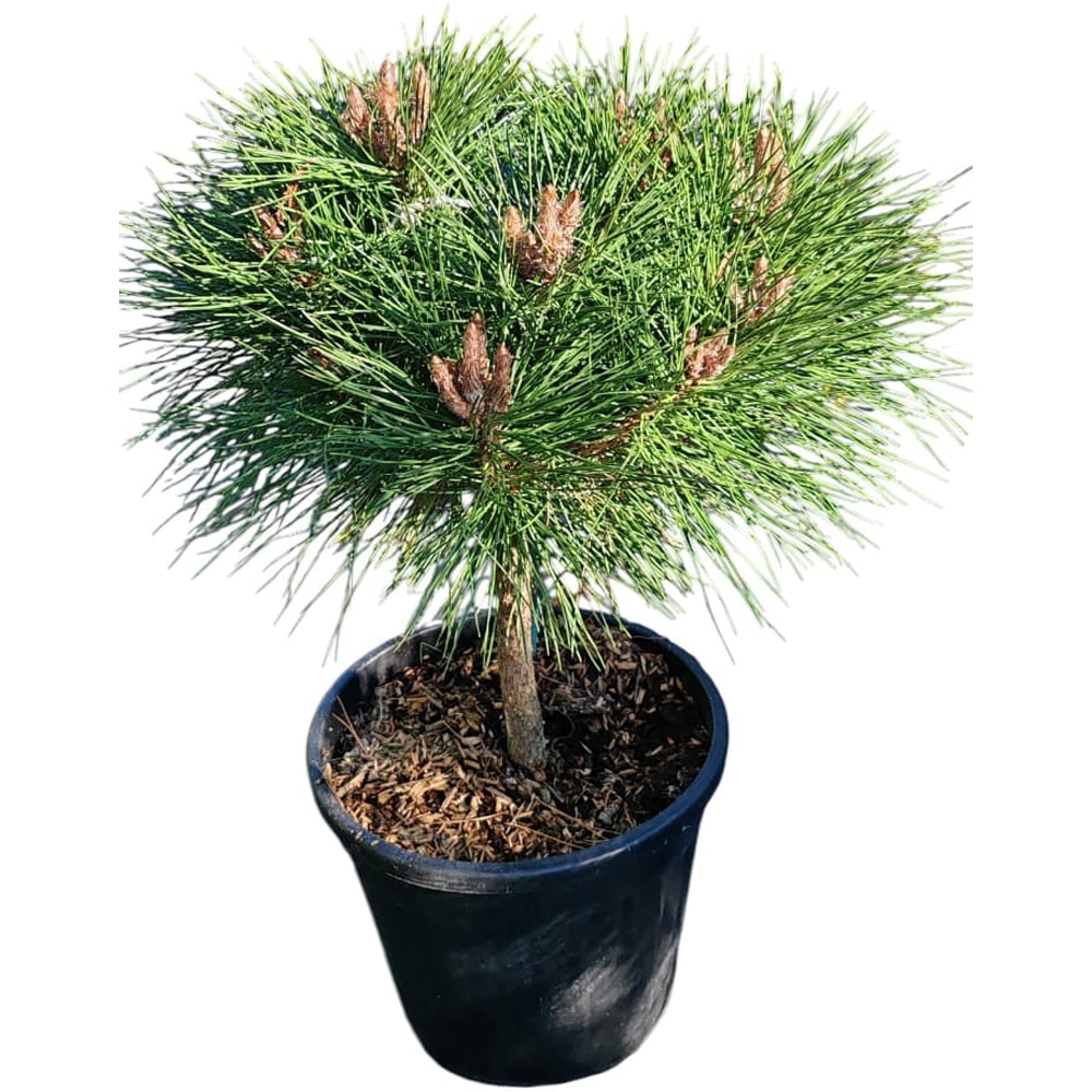 Pin (Pinus), H 50 cm