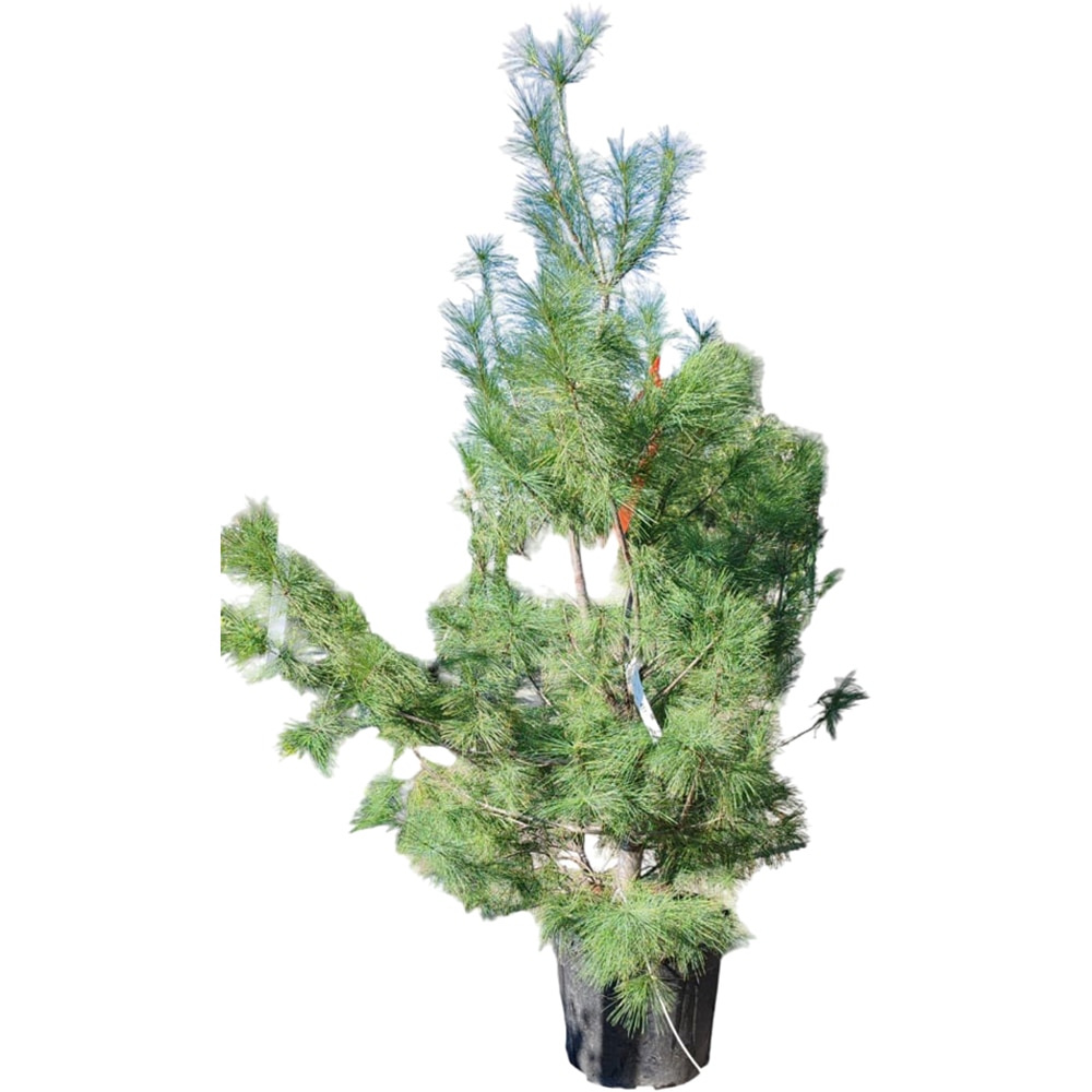 Pin de Himalaya (Pinus wallichiana), H 180 cm