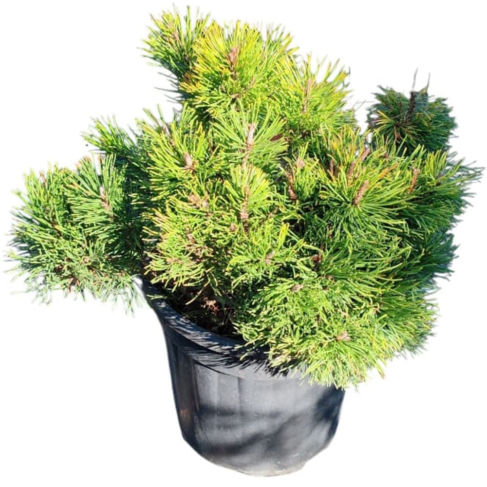 Jneapan (Pinus mugo), H 40 cm