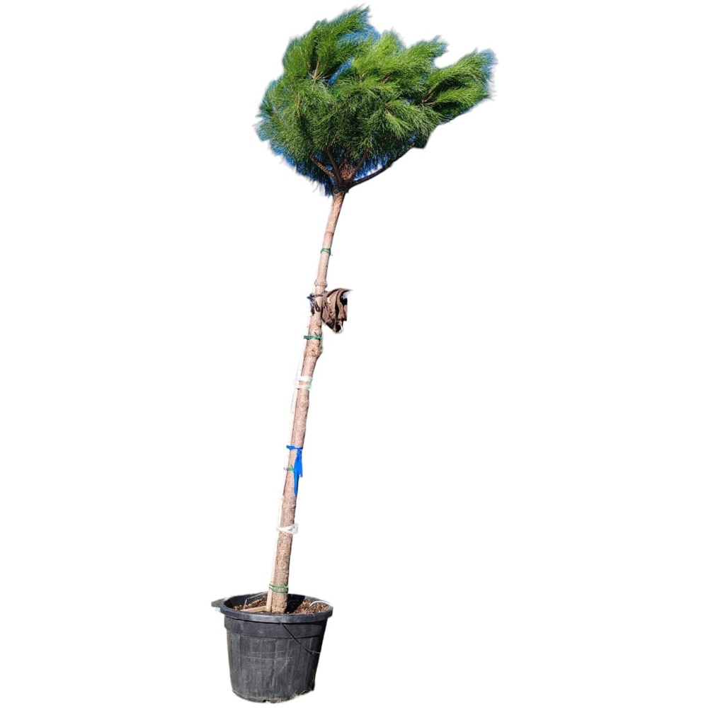 Pin mediteranean (Pinus pinea), H 400 cm