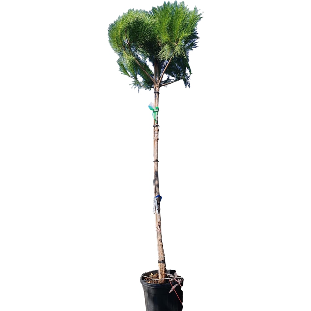 Pin mediteranean (Pinus pinea), H 300 cm