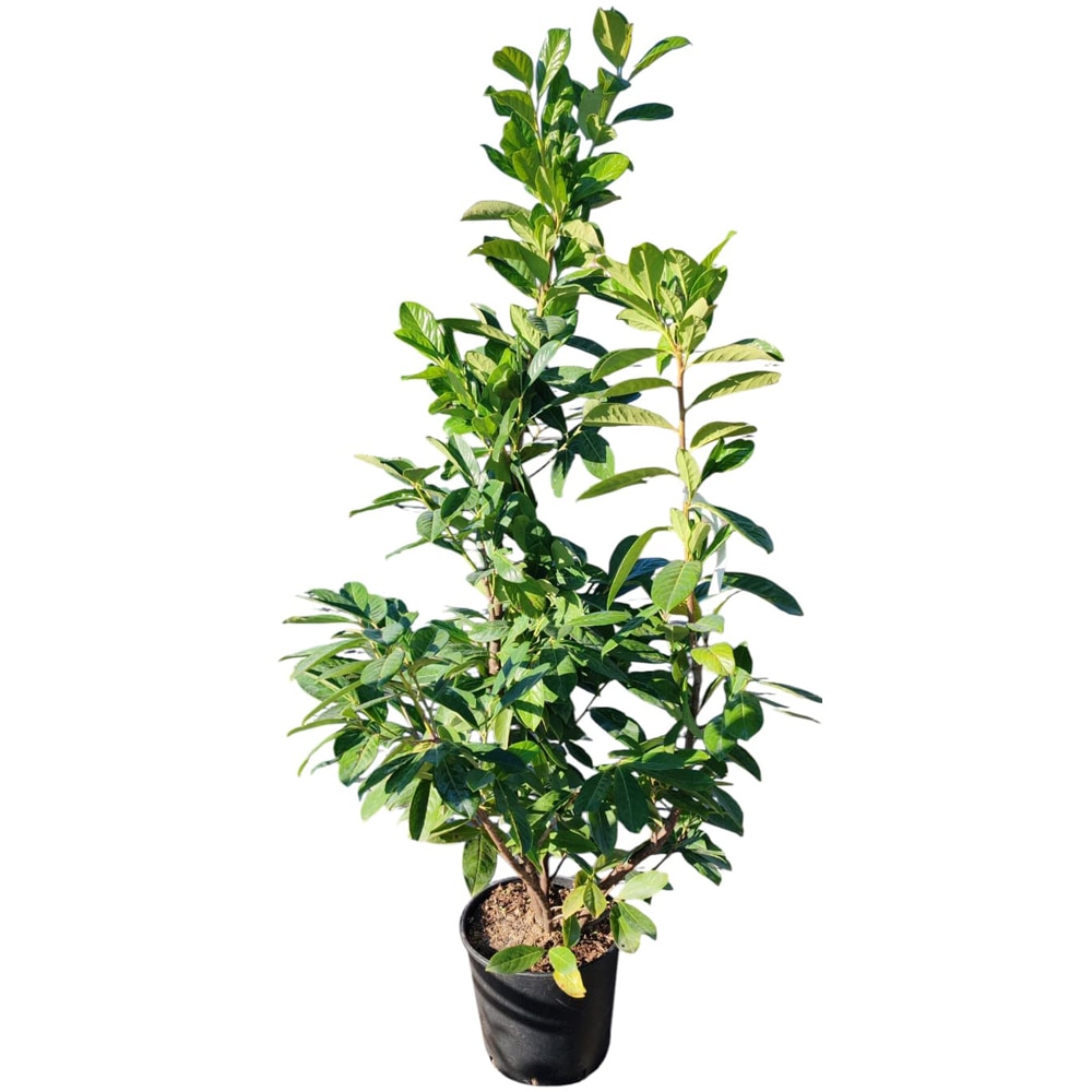 Prunus Laurocerasus, D24cm, H100cm