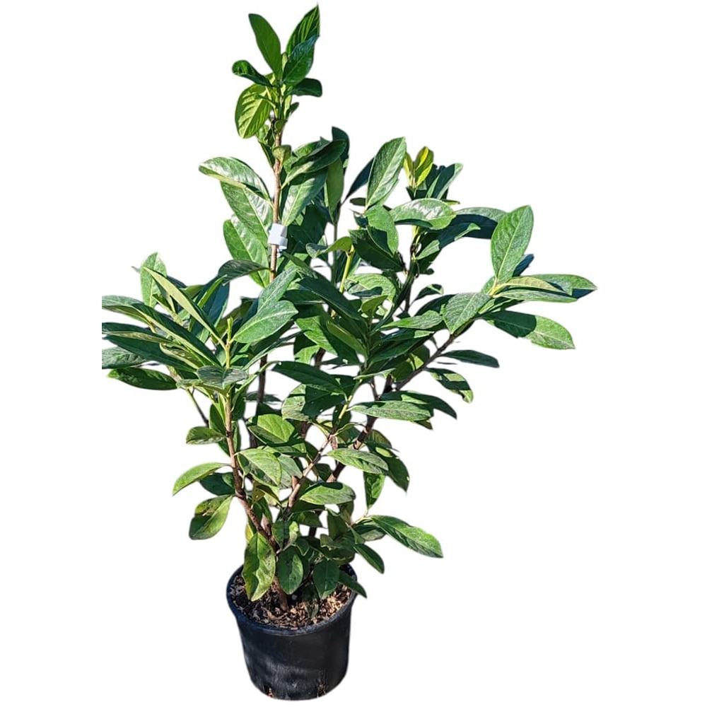 Prunus Laurocerasus, D18cm, H60cm