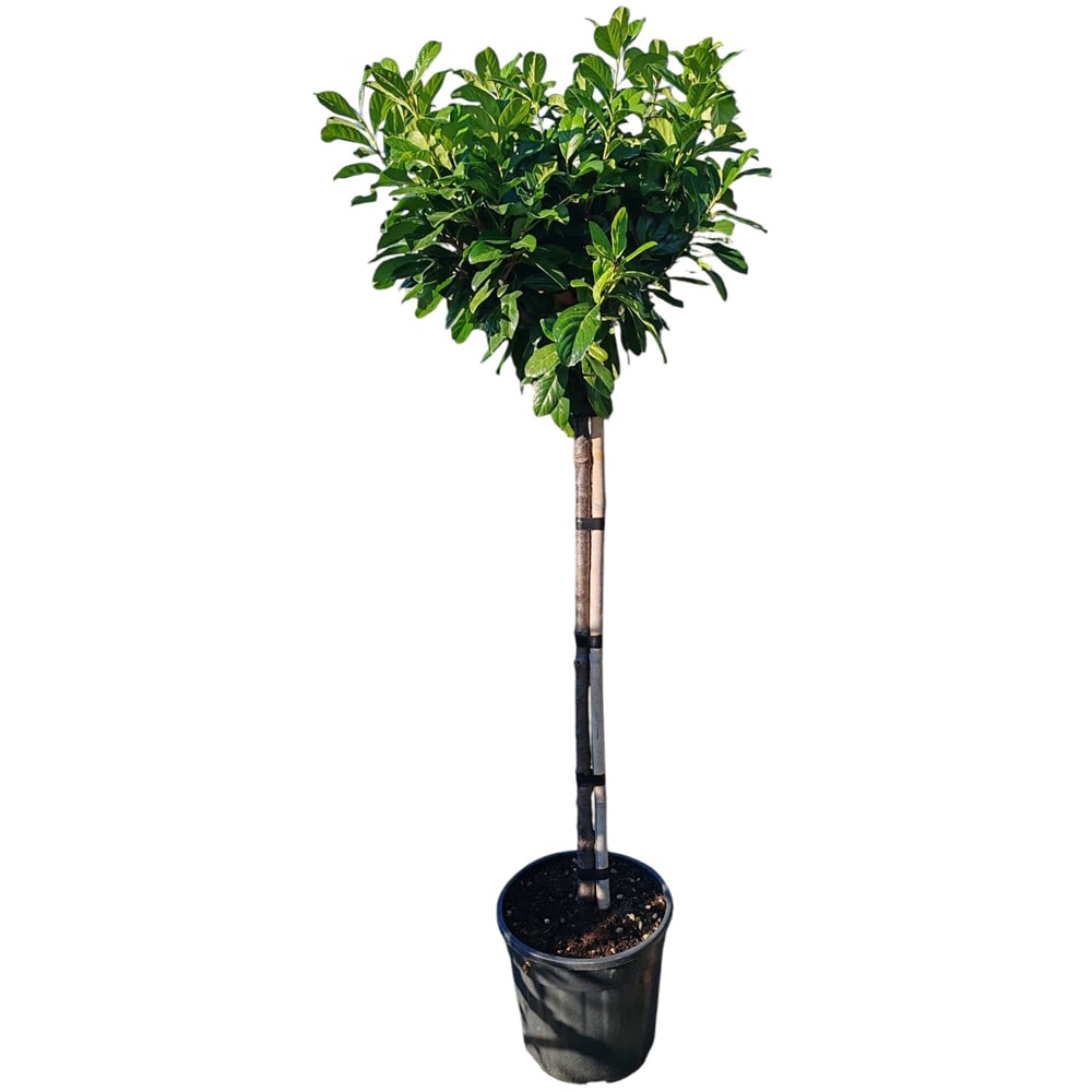 Prunus Laurocerasus, D30cm, H130cm