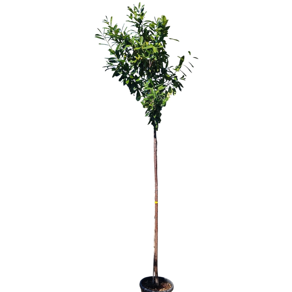 Prunus Laurocerasus, D30cm, H300cm