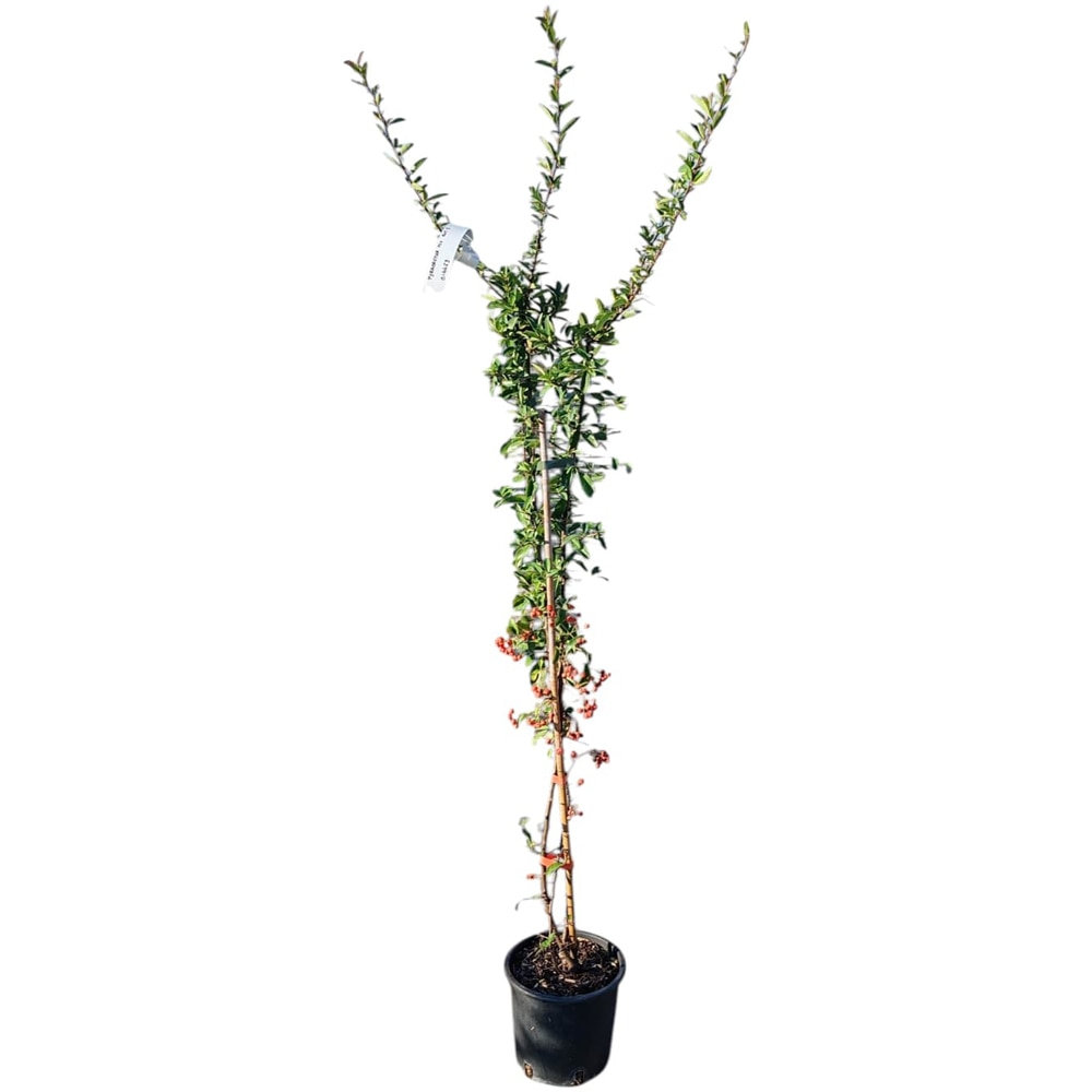 Pyracantha, D18cm, H100cm