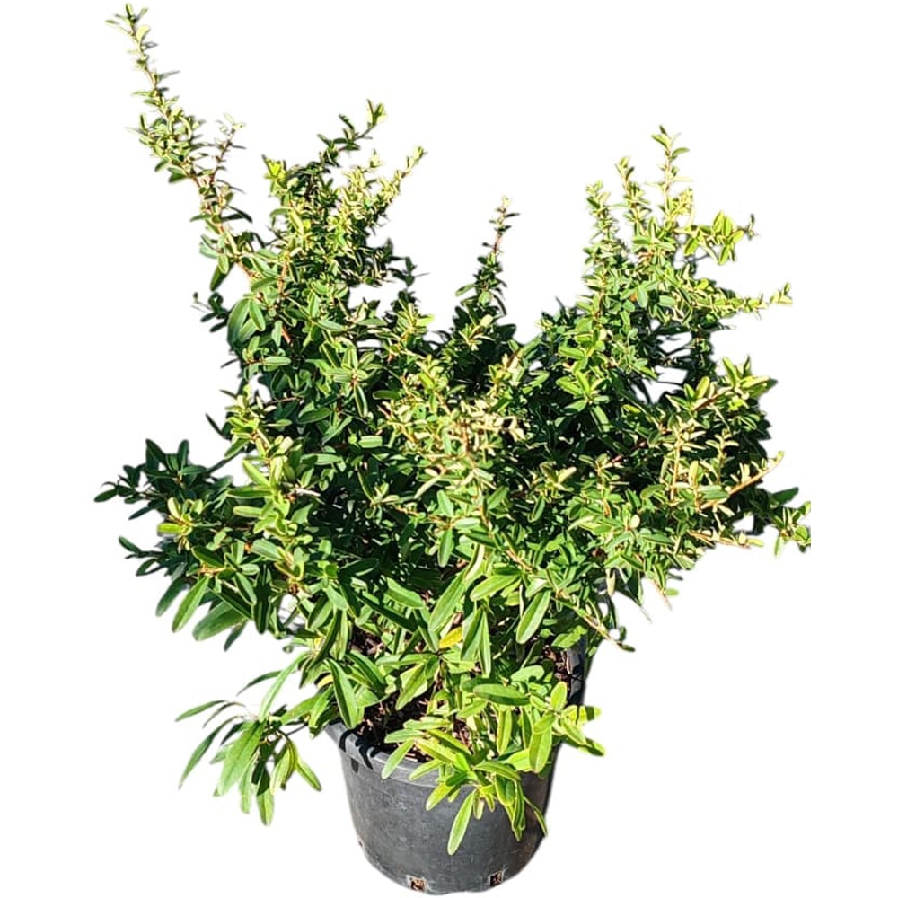 Pyracantha Navaho, D18cm, H30cm