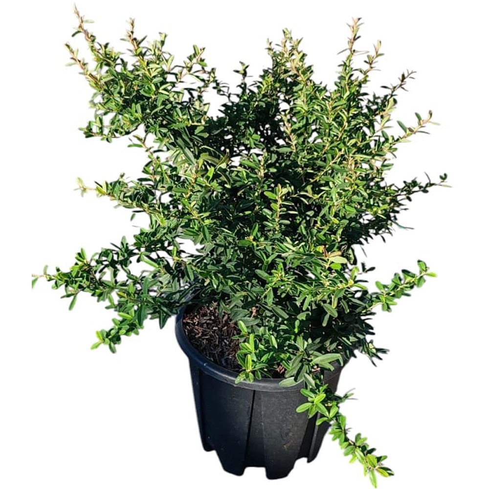 Pyracantha Navaho, D24cm, H50cm