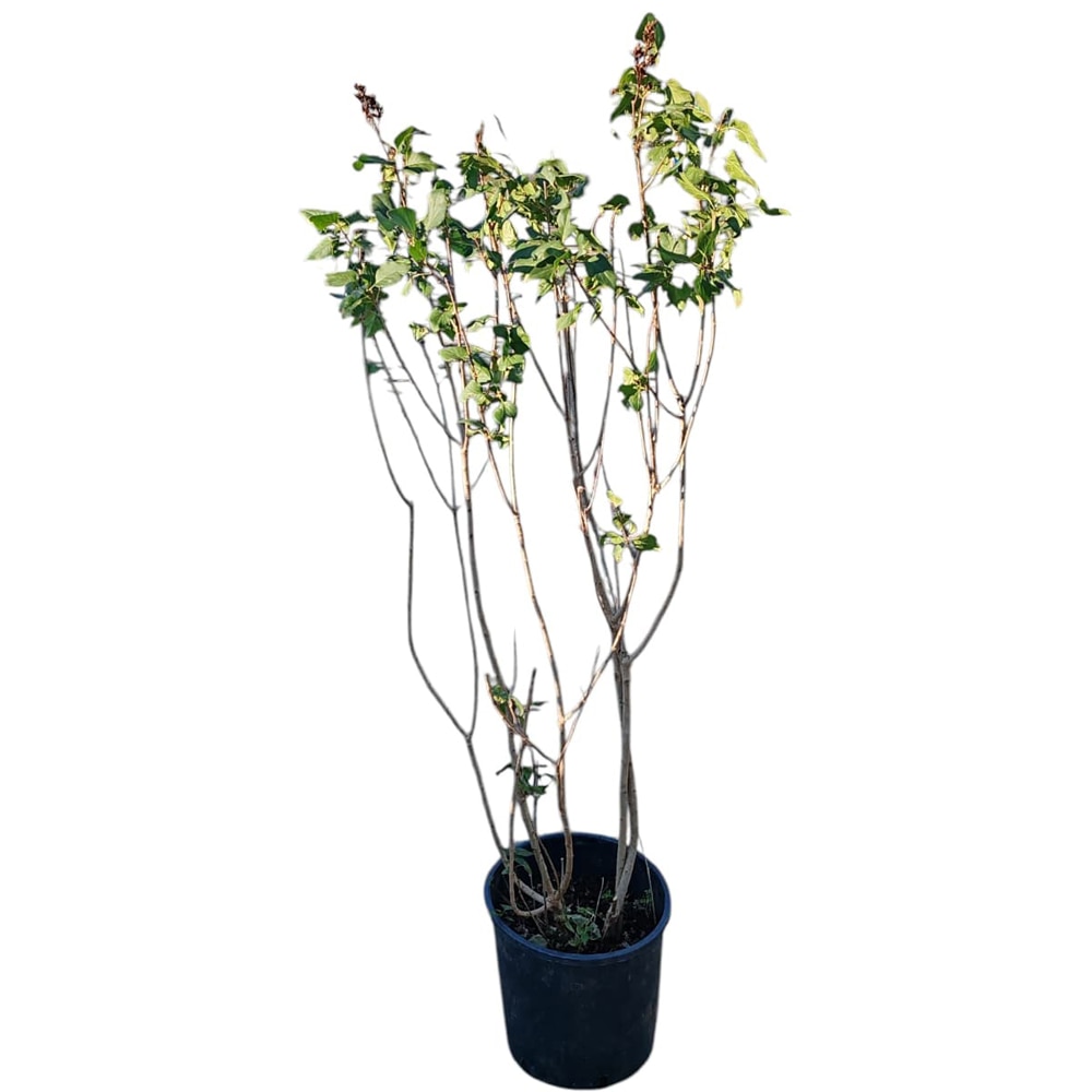 Syringa - Liliac, D28cm, H130cm
