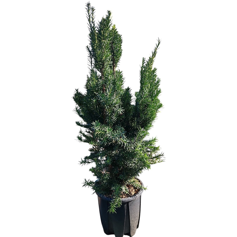 Taxus, D24cm, H90cm