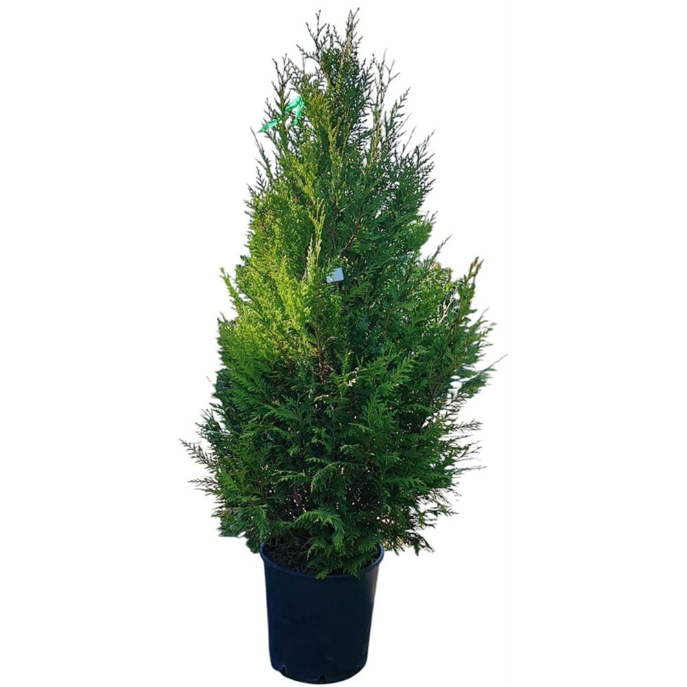 Thuya Plicata, D30cm, H150cm