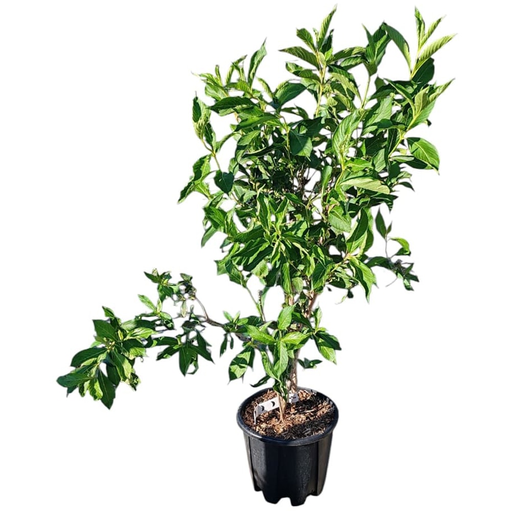 Weigela Florida, D24cm, H100cm