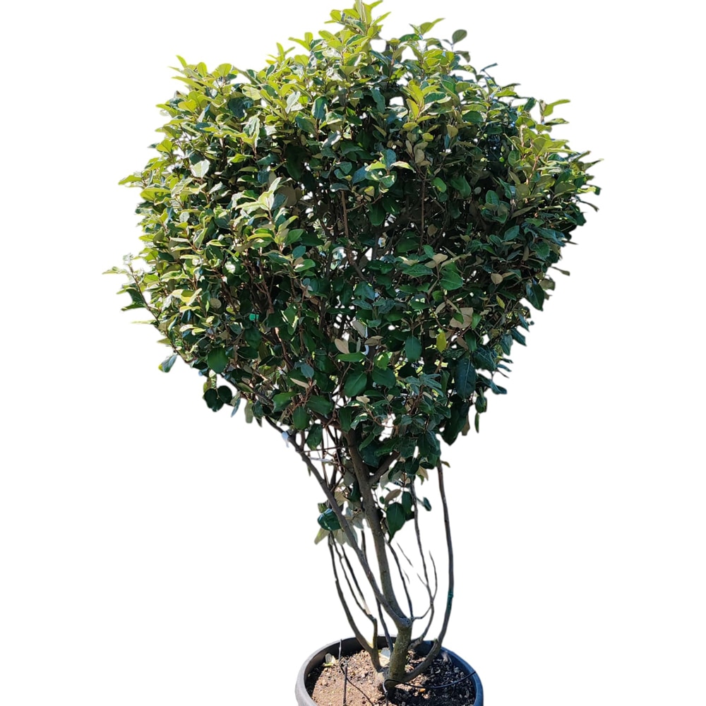 Elaeagnus Ebbingei, D35cm, H165cm
