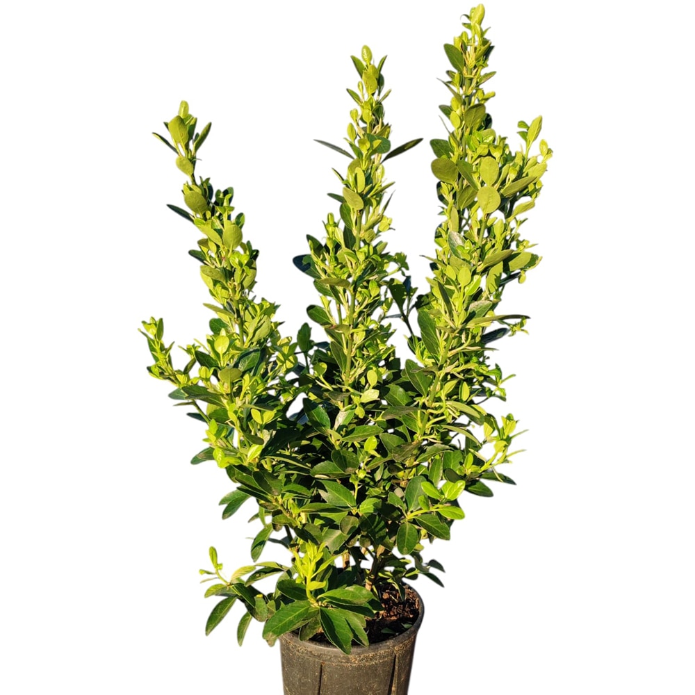 Euonymus Japonicus, D18cm, H50cm