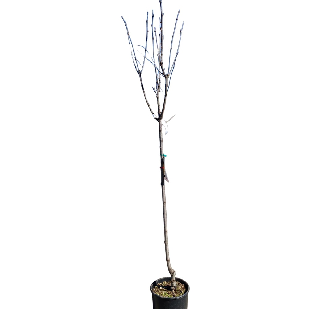 Sorbus Domestica, D24cm, H125cm