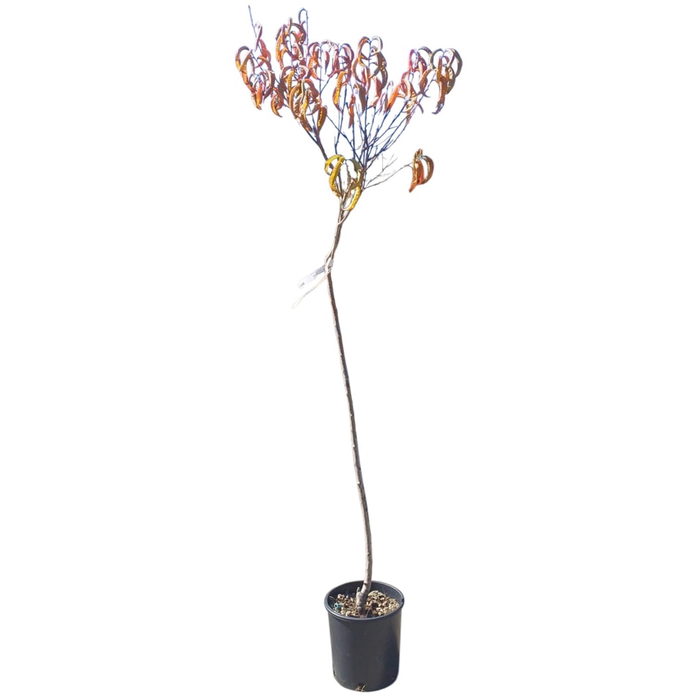 Prunus Persica - Piersic, D24cm, H125cm